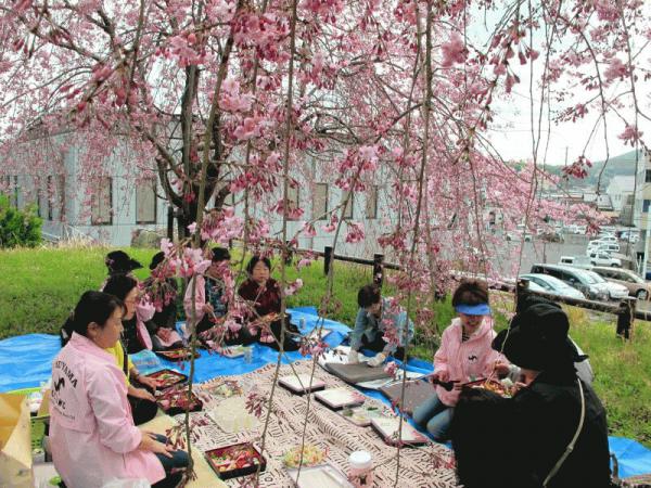 hanami5.jpg